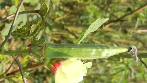 okra-ladyfinger health benefits #shorts #farming #gardening