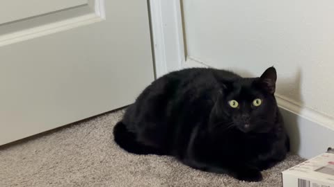 Cute Precious Piper Looks Very Fuzzy Wuzzy - My Adopted Shelter Cat Vlog