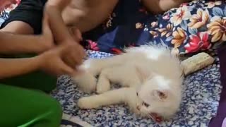 My Child Play With a Cat