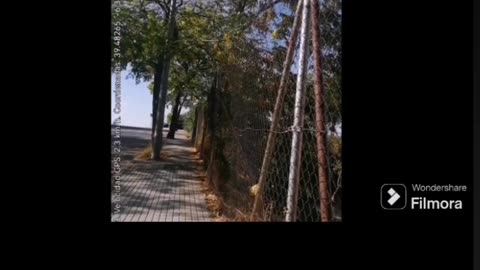 Alguien se pone a pegar gritos mientras paseo al perro