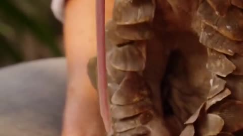 🤯✨ Pangolin's Tongue Extends Over 16 Inches! | FeedMyCuriosity