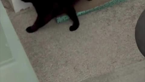 Cute Precious Piper is Busy - My Adopted Shelter Cat Vlog #shorts