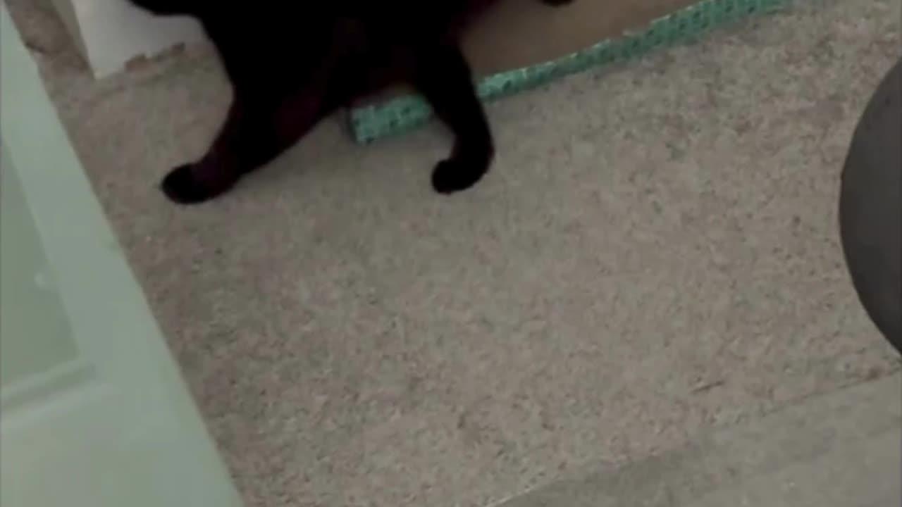 Cute Precious Piper is Busy - My Adopted Shelter Cat Vlog #shorts