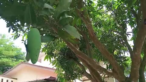 Backyard Bliss: Fun Moments Under the Shade