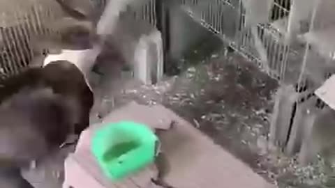 animals