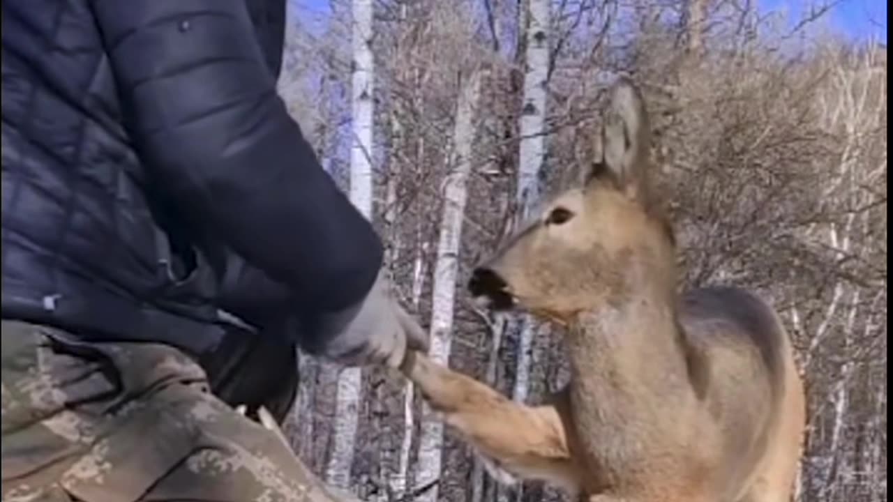 My hat’s off to that man because he tried to save the bambi’s life.