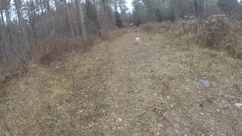 The end, this could be my last grouse hunt.