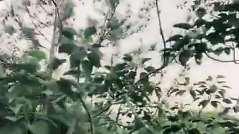🤯🔥 Malaysian Man Hunted by Tiger! Clings to Life in the Wild | FeedMyCuriosity