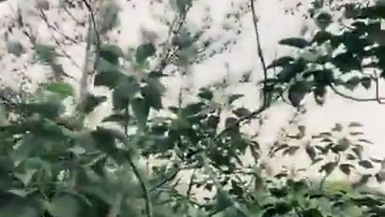 🤯🔥 Malaysian Man Hunted by Tiger! Clings to Life in the Wild | FeedMyCuriosity