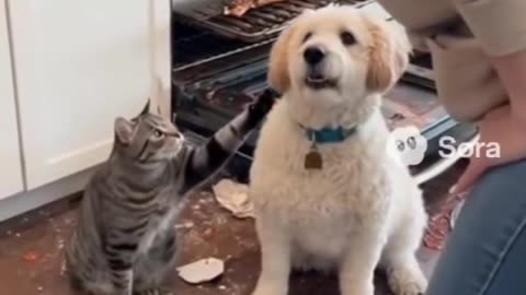 funny AI videos😂