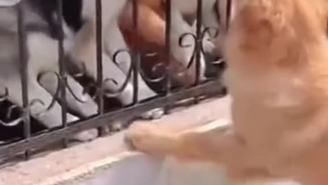 Puppadog Videos