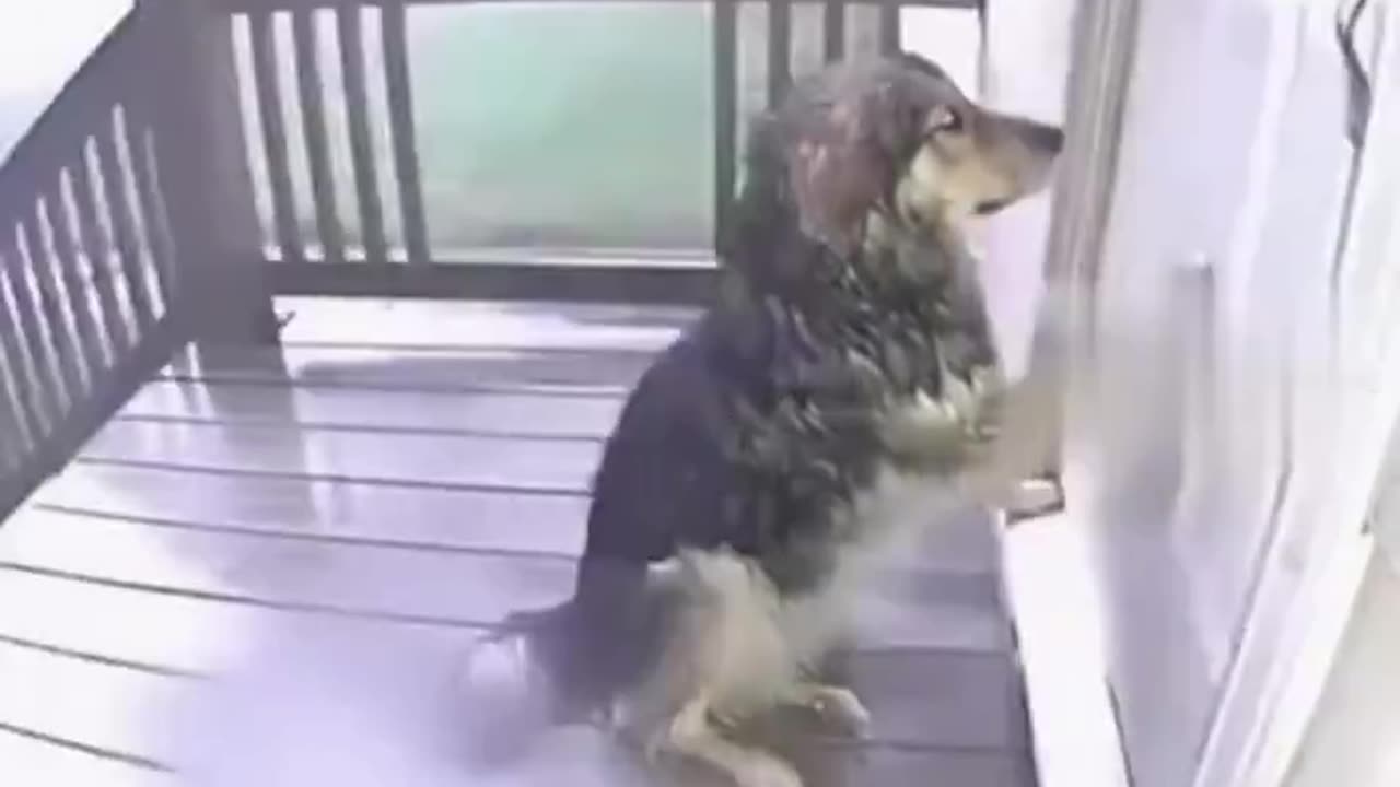 Night security camera shows wet dog .. 🐕😴