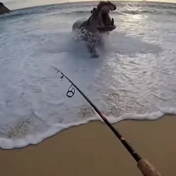 Hippo Fishing