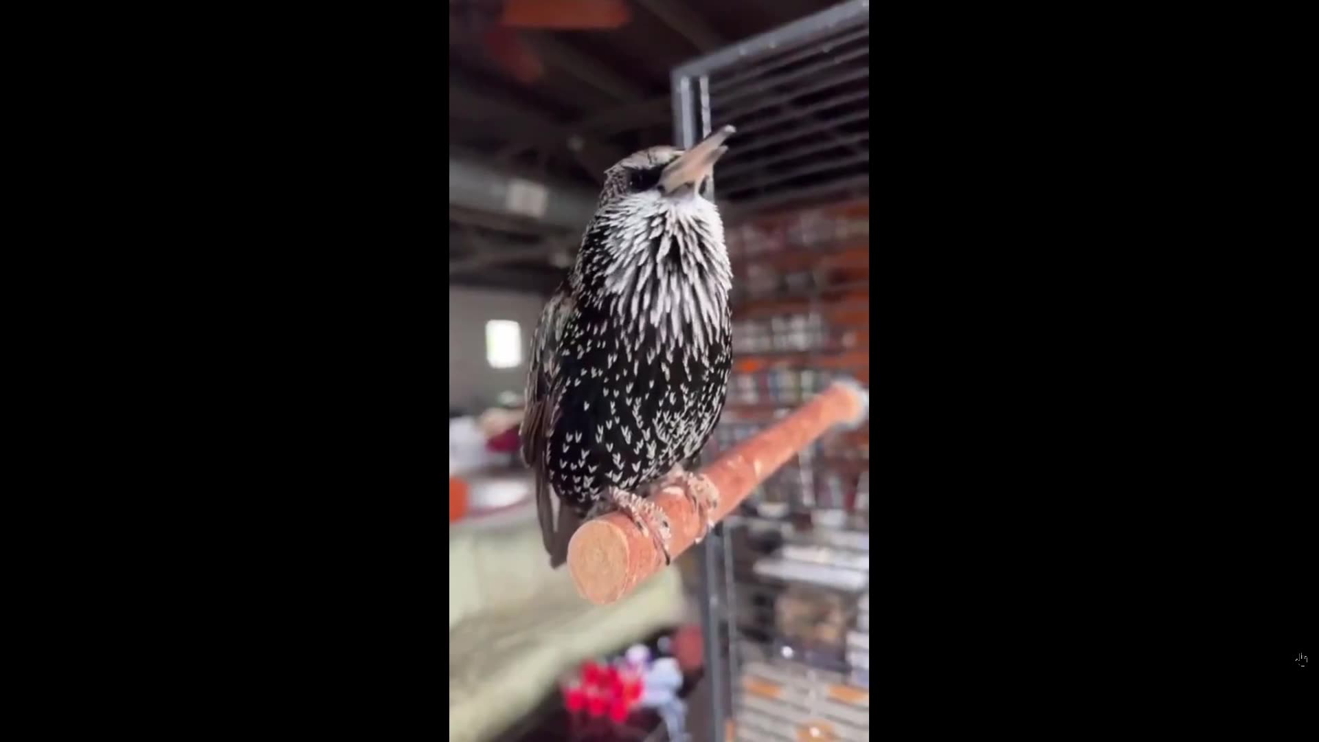 Quick Smile: Imagine being lost in the woods hearing this