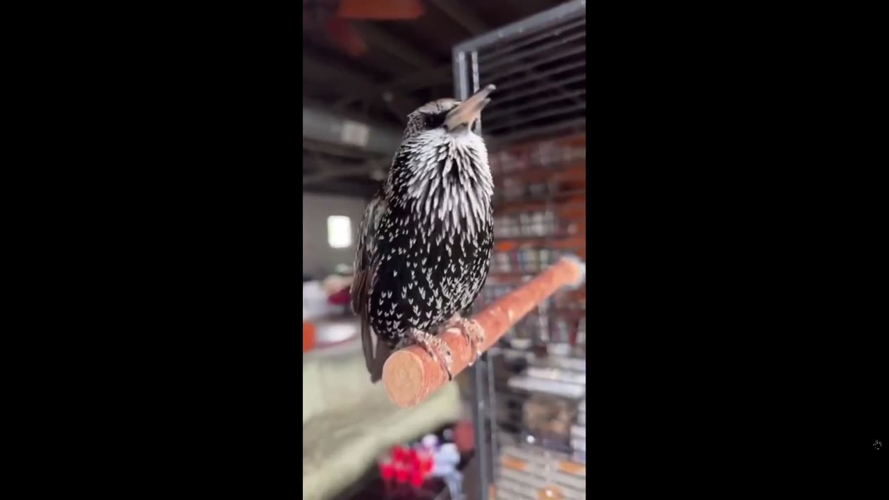 Quick Smile: Imagine being lost in the woods hearing this