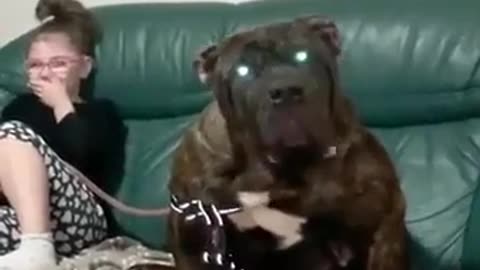 😨👧 This Little Girl with Her Dog... | TheHauntingHour