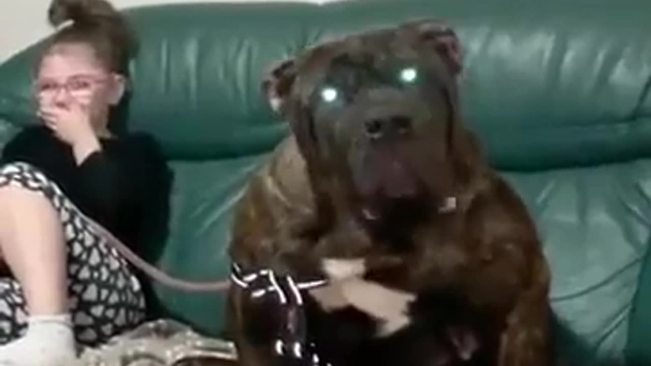 😨👧 This Little Girl with Her Dog... | TheHauntingHour