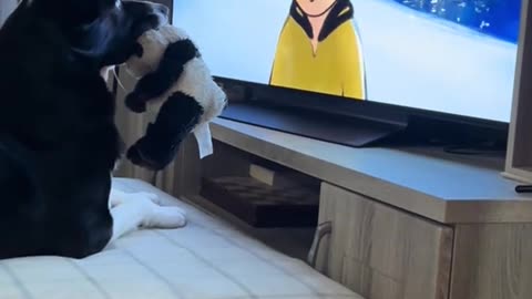 Dog Obsessed by TV