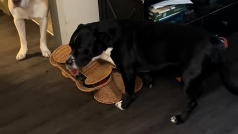 Dog Offended By Owner Spreading His Eating Habit Business