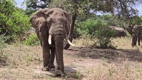 Jumbo Elephant