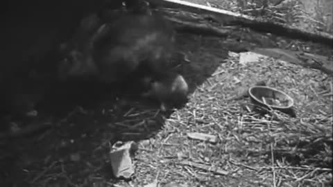 Animals Ford Educational Weekly Anima... - Animals Ford Educational Weekly Animal Antics - fc-fc-215