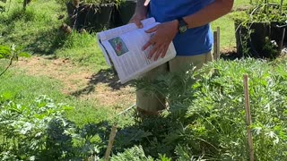 Growing wormwood and propagating lavender