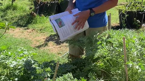 Growing wormwood and propagating lavender