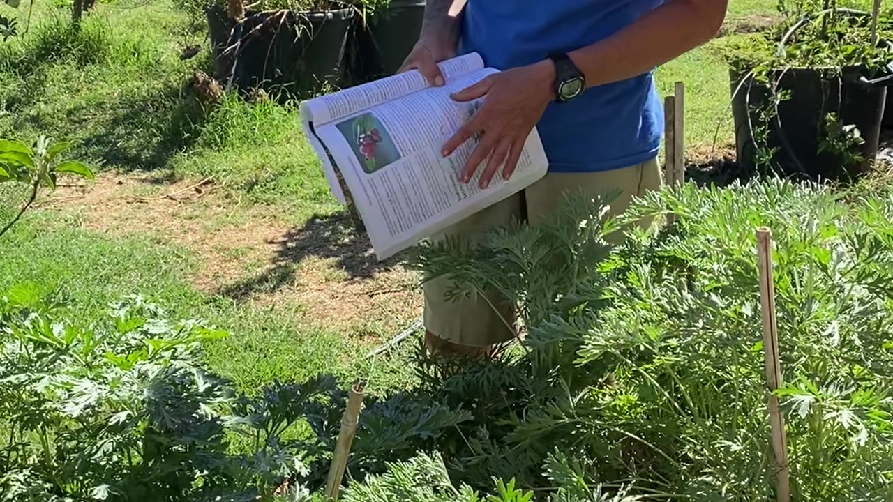 Growing wormwood and propagating lavender