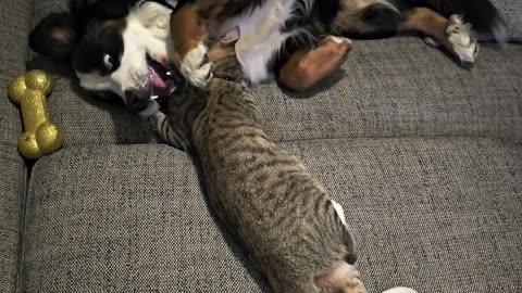 Pup Plays With Tabby Friend