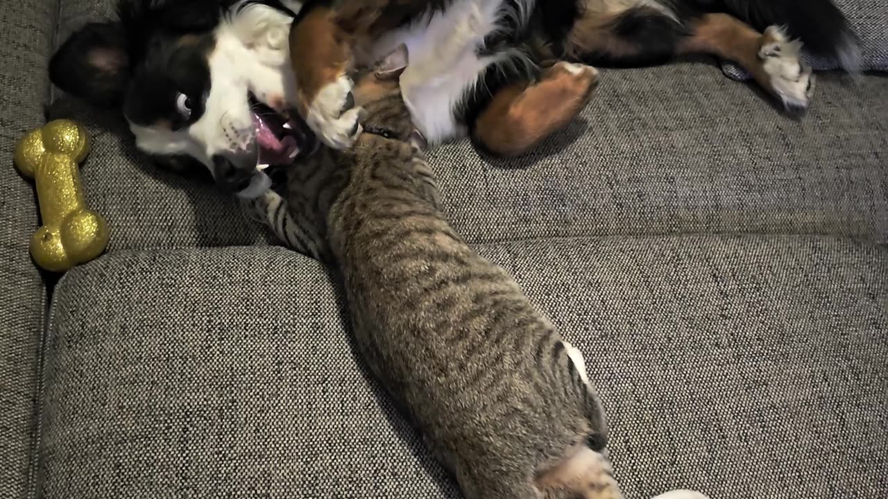 Pup Plays With Tabby Friend