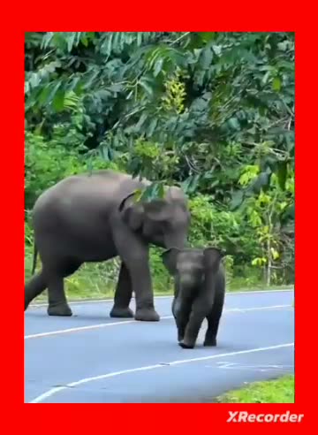 Elephants Kid playing himself
