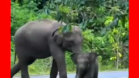 Elephants Kid playing himself