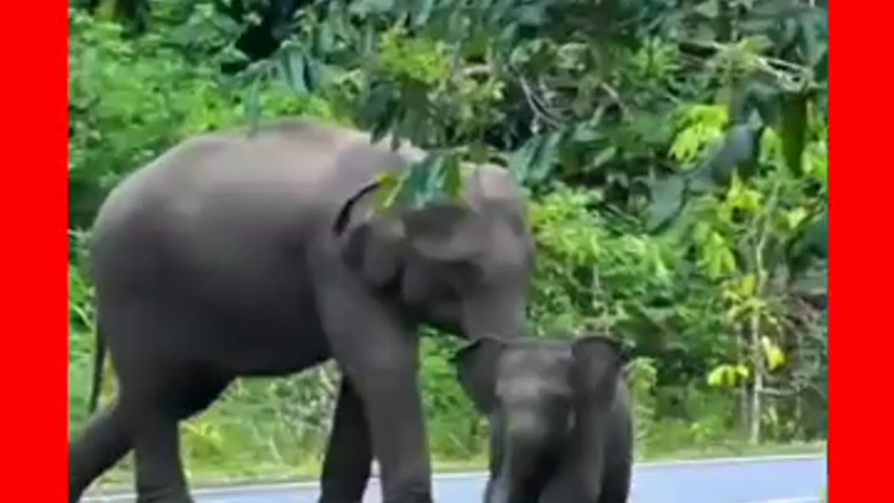 Elephants Kid playing himself
