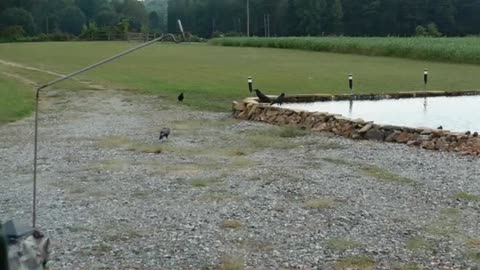Water Fall For Pond Fill Testing 1 2 3. Dag Gum If It Don't Work. Last Of The Hummingbirds? Crows 2.