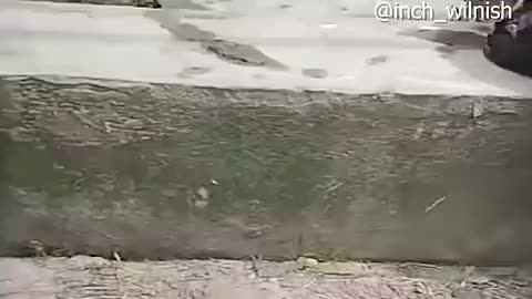 Shocking: Try not to Laugh 💀🐟 | 482 #funny