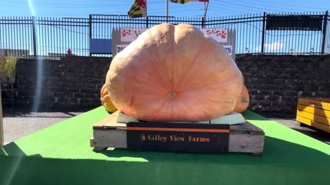 The Biggest Pumpkins this Season