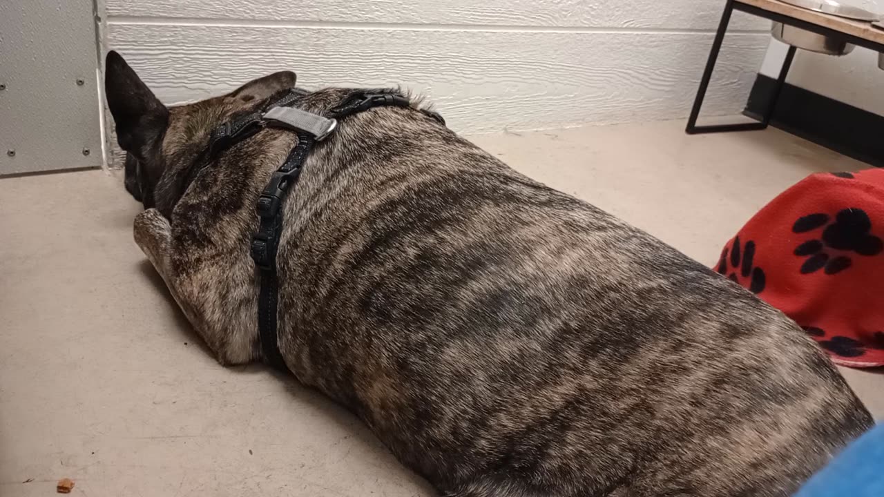 Ellie 7y A884620@TRN, from kennel 209 harrys haven PACC shelter she doesn't trust me yet20251207558