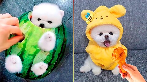 Cute Pomeranian Puppies Doing Funny Things #7 | Cute and Funny Dogs - Mini Pom 442K views