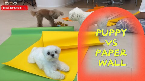 Puppy vs Paper Wall - You Won’t Believe What Happens Next!