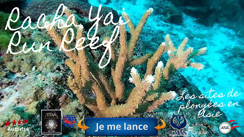 🐠 Racha Yai Run Reef, Phuket, La Dérive au Jardin de Corail et les Trésors Cachés