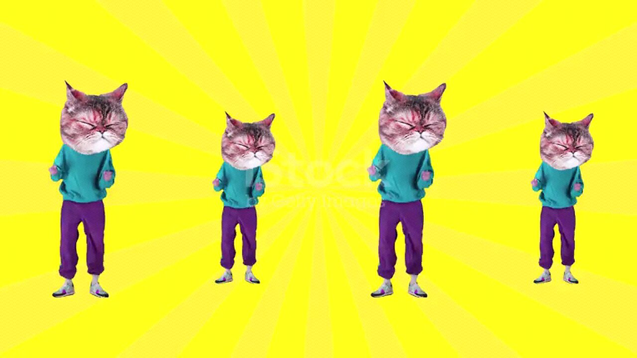 dancing cat