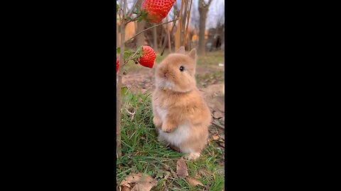 How adorable is this rabbit munching on strawberrys discover the latest viral cuteness and trends