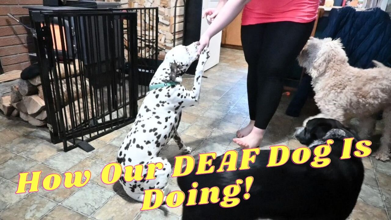 UPDATE On Our DEAF Dalmatian Dog!