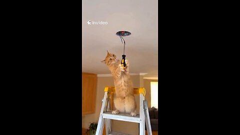😂 When your DIY project turns into a shocking experience ⚡🐱 This electrician clearly didn’t read