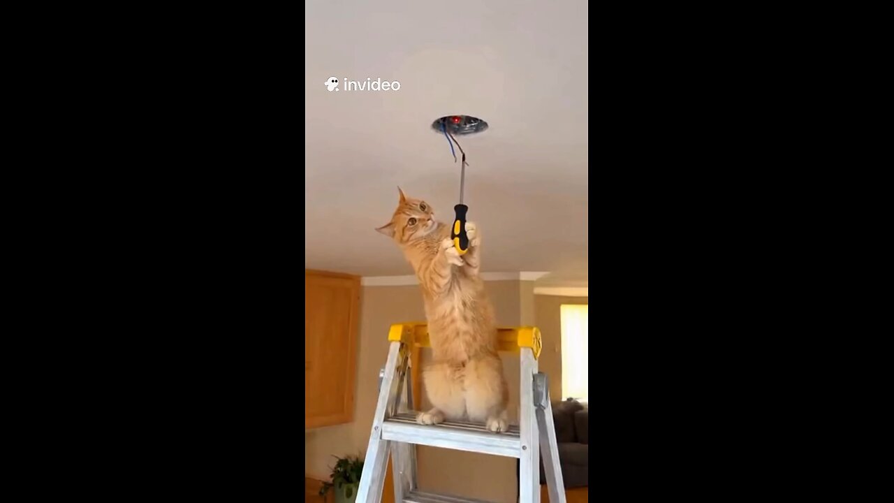 😂 When your DIY project turns into a shocking experience ⚡🐱 This electrician clearly didn’t read