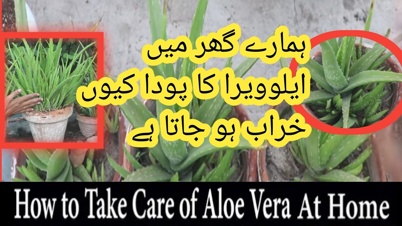 Aloe Vera PLANTS You Need to Grow Now!