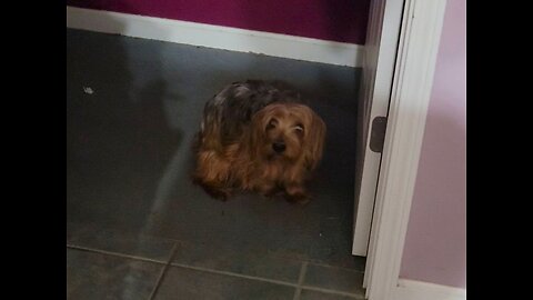 Batman & Chewy in a #%$&@! storm! Even when they are nasty, they are adorable! #funnydogs #yorkies