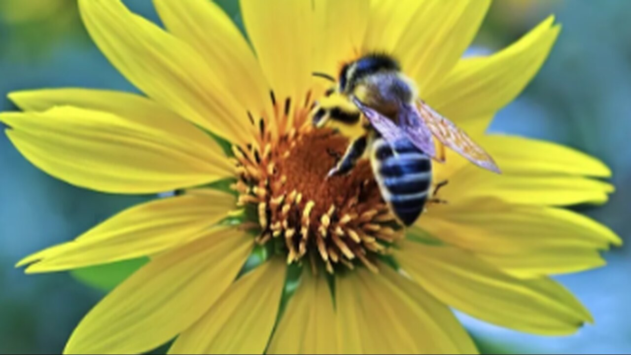 Bee venom extract kills breast cancer cells