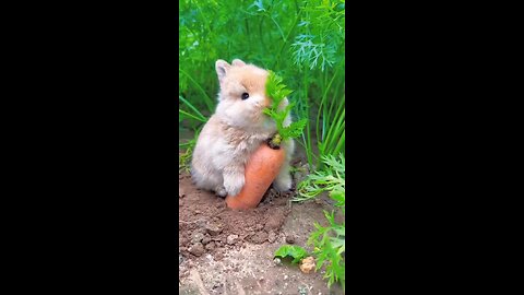 Sweet baby 🐰🥕