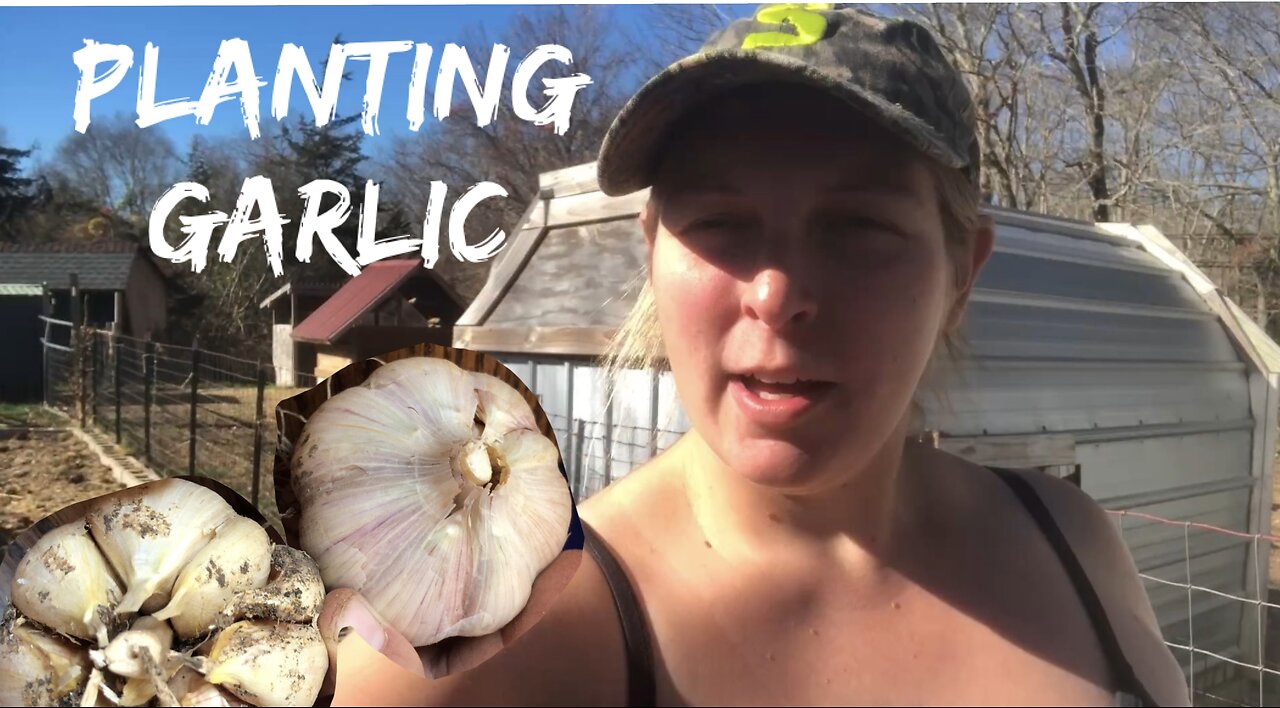 Planting Garlic in Connecticut Fall 2024 VLOG#038